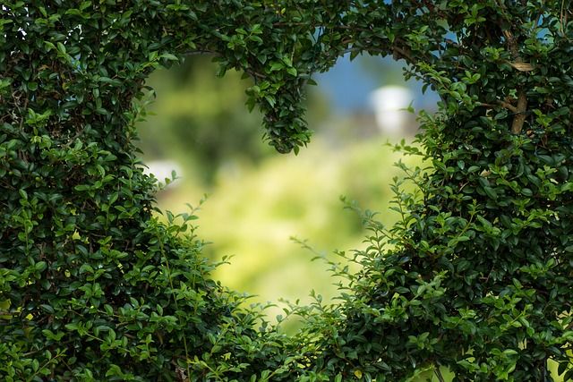forma de corazón en un arbusto